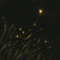 Fireflies thumbnail: warm ember-colored particles in a dark meadow.