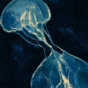 Tidal Glass thumbnail: merging glass-like blobs on indigo.